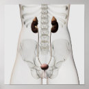 Search for three dimensional posters Physiology