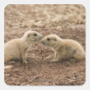 Search for marmots stickers Nature
