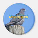 Search for pigeons magnets Nature