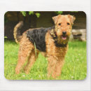 Search for airedale mousepads Canine