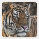 Search for cat face stickers Wildcat