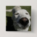 Search for santa dog badges Retriever