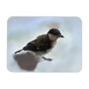 Search for majority magnets Bird
