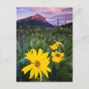 Search for crested butte postcards Nobody