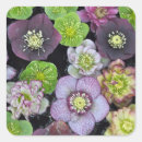 Search for hellebore stickers Flowers