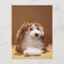 Search for individual postcards Animal