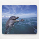 Search for bottlenose mousepads Ocean