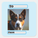 Search for cattle dog stickers Breed