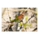 Search for thrasher posters Nature