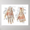 Search for hand anatomy posters Bones