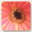 Search for gerbera daisy coasters Daisies