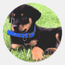 Search for rottweil stickers Puppies