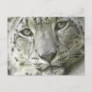 Search for snow leopard postcards Feline