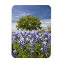 Search for oak tree magnets Nobody