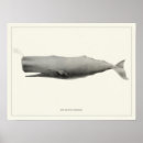 Search for sperms posters Whales