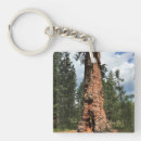 Search for big tree key rings Nature