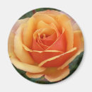 Search for apricot magnets Rose