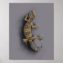 Search for gecko lizard posters Leopard