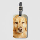 Search for golden retriever accessories Portrait