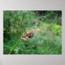 Search for weaver posters Animal