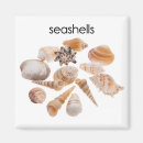Search for shell pictures magnets Photography