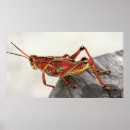 Search for grasshopper posters Photography