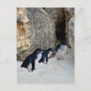 Search for penguin postcards Aquatic