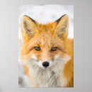 Search for red fox art Alaska