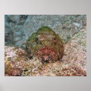 Search for fuzzy posters Photography