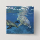Search for bottlenose dolphin badges Sea