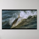 Search for bottlenose dolphin art Underwater