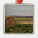Search for harvest christmas tree decorations Agriculture