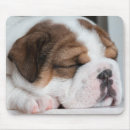 Search for sleeping puppy electronics Pet