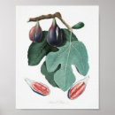 Search for fig art posters Fruit