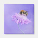 Search for nectar magnets Bee