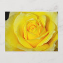Search for single yellow postcards Garden
