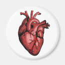 Search for anatomically magnets Heart