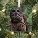 Search for barred owl christmas tree decorations Wildlife