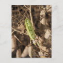 Search for pod postcards Outdoors
