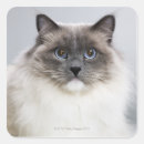 Search for ragdoll stickers Feline
