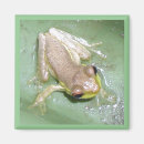 Search for froggie magnets Baby