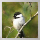 Search for chickadee art Black capped chickadee