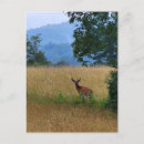 Search for bucks postcards Wildlife photography