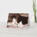 Search for cat couple anniversary cards Kitty