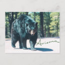 Search for black bear postcards Animal