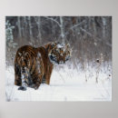 Search for tiger look posters Black