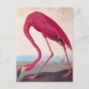 Search for vintage flamingo postcards Audubon