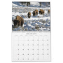 Search for bison calendars Wildlife