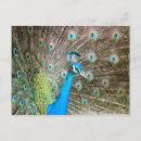 Search for fanned postcards Bird