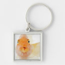 Search for freshwater fish Animal